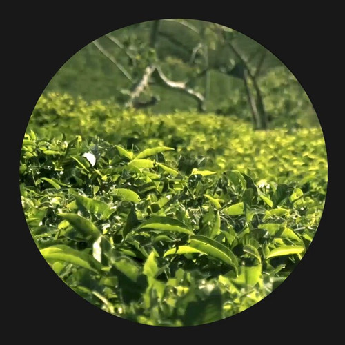 ud eLAuTGheosben.jpg