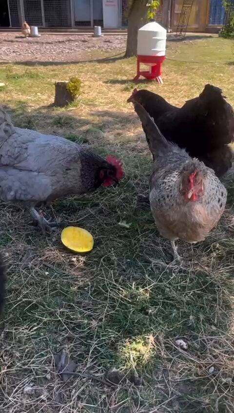7GURXi3xdWyOEGc .jpg