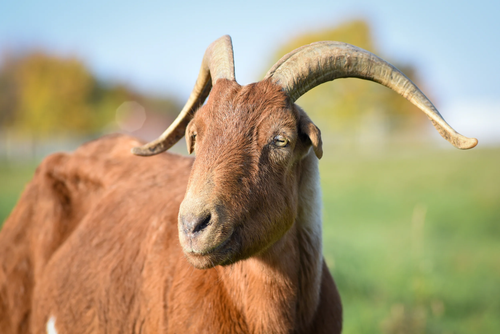 goat.png