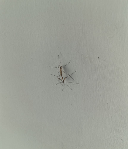 IMG 20250522 091933 edit 229348605255107.jpg