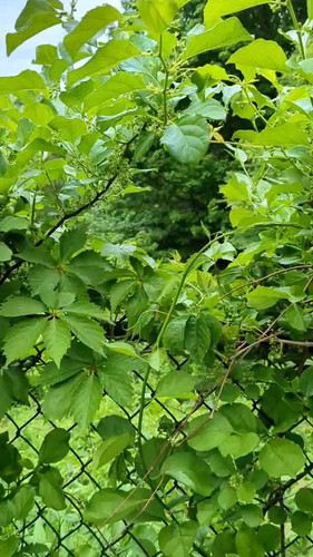 15BrI0rIc2p PxfC.jpg