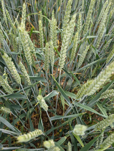 Grcvr9FWgAATS o?format=jpg.jpg