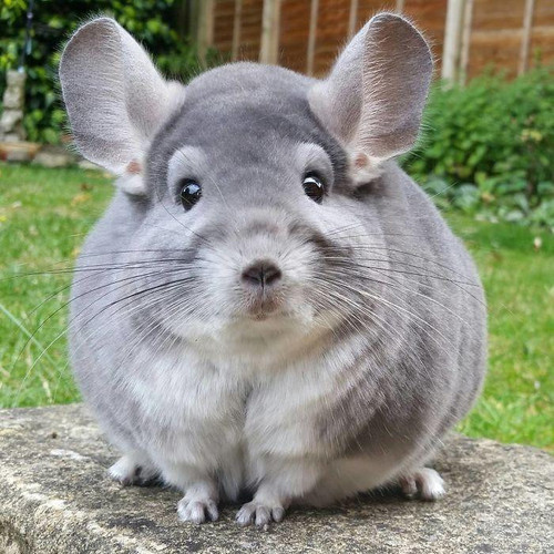 chinchilla.jpg