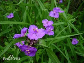 dc854fda1c621ec8b6fd4899.webp