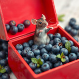 www.naked-ai.art - A red box of blue berries with a rat dancing inside