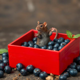www.naked-ai.art - A red box of blue berries with a rat dancing inside