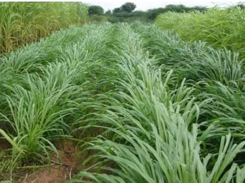 61G8ZsjwP5L. SX679 .jpg