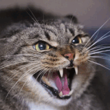 Cat Aggression Victoria Expert Help at Kindheart Vet Behaviour.gif