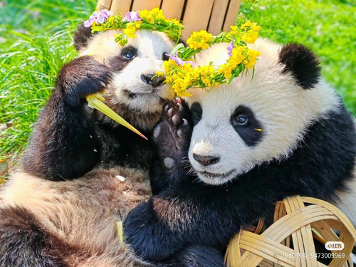 Camera XHS 17430644285111040g0083158t2p6p0s005o508tl08rade4hgrc8.jpg