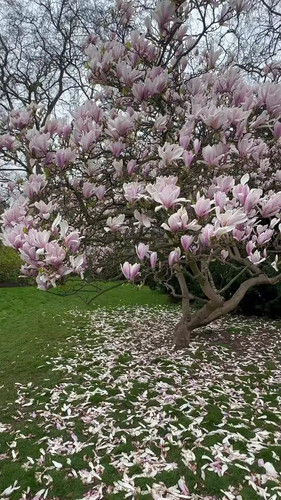 gO Iev t1nJdGwcc.jpg