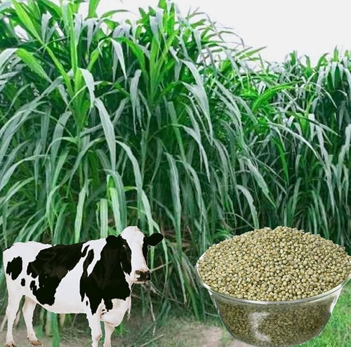 71FgSCefA9L. SX679 .jpg