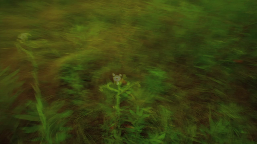 vlcsnap 2025 04 01 12h50m56s775.png