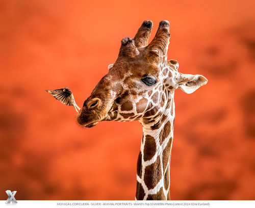 Celebrating the Magic of Wildlife at the One Eyeland Photography Awards 67e69400b87eb 700.jpg