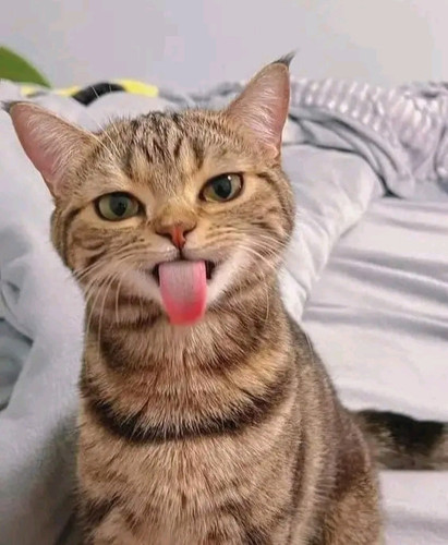 IMG 20250401 171402.jpg