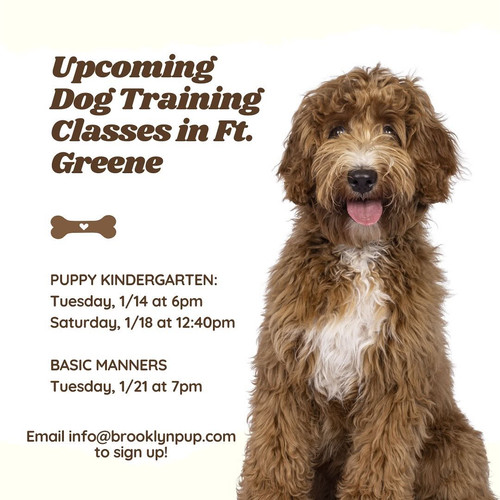 Puppy Training NYC.jpg