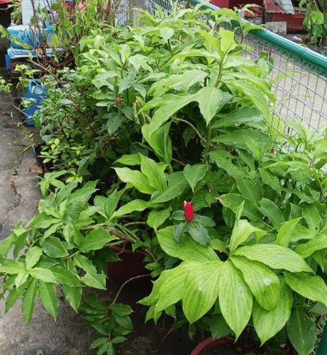 10 Insulin Plant Benefits You Need To Know.jpg