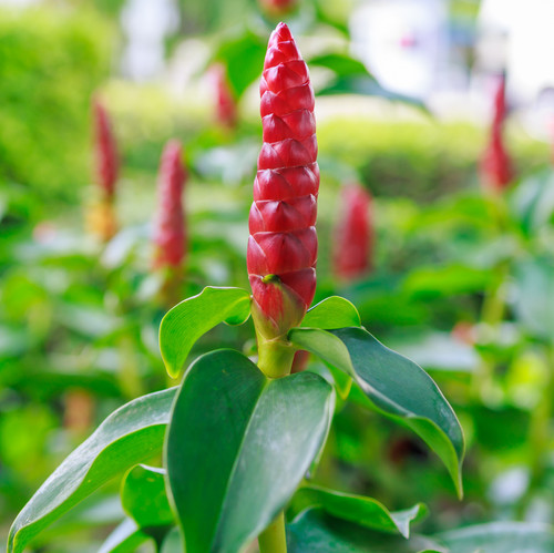 Top view of Indian Head Ginger or Red flower, focus selective.jpg