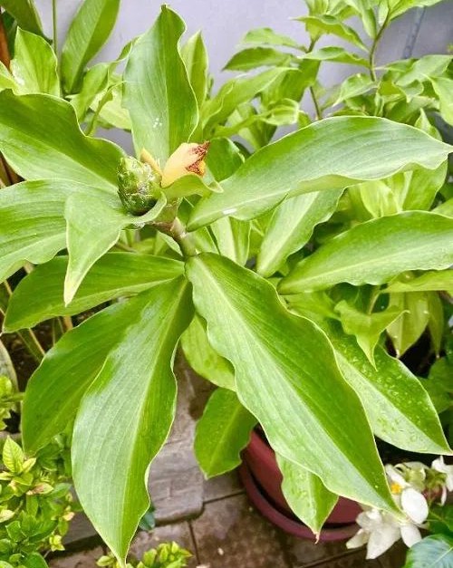Everything About Growing Insulin Plant Easily.jpg