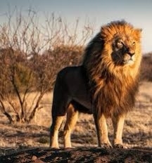 57ef5fda 4923 4811 a96f fc05fcddbdc7.jpg