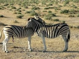 6bf8d18d 39ba 42a0 8105 2cbf31879b62.jpg