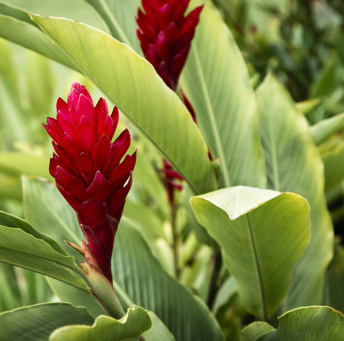 red beautiful tropical flower with blurred background.jpg