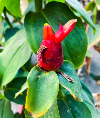 vecteezy a red flower with a yellow center and a red flower bud 23306508.jpg
