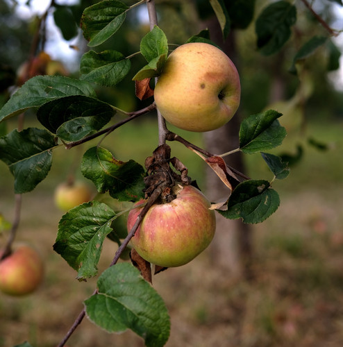 A vertical shot of delicious apples on a tree, in a garden during daylight.jpg