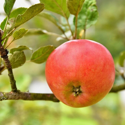apple hanging tree 1161 765.jpg