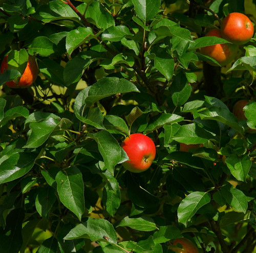 pexels pixabay 221076.jpg