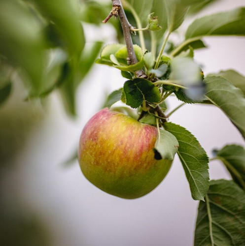 red apple fruit green leaves 417767 310.jpg