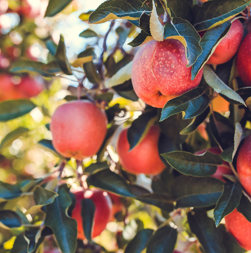 red apple fruits.jpg