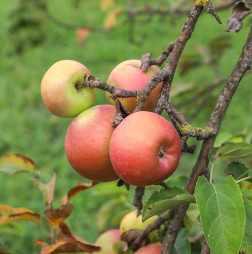 autumn fruits hanging tree branch garden 114579 29952.jpg