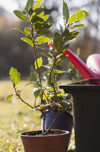front view tree pot outdoors watering can.jpg