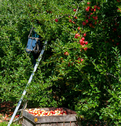 pexels nc farm bureau mark 2257407.jpg