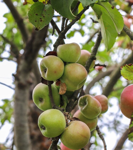 autumn fruits hanging tree branch garden 114579 29951.jpg