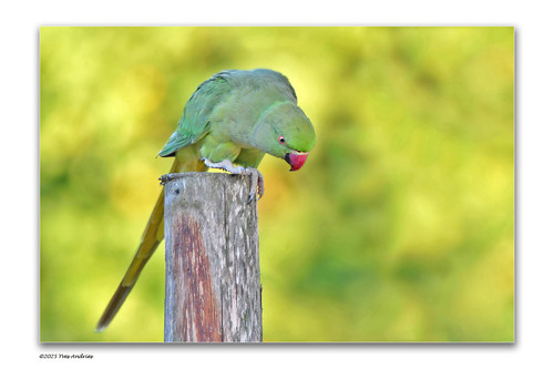 Halsband parkiet.jpg