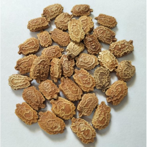 White Bitter Gourd Seed 500x500.jpg
