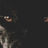 d9e9d68e8b34fa7a8291c926c6696b94.gif
