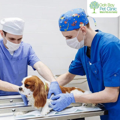 Compassionate Small Animal Surgeries for Healthier Pets.jpg