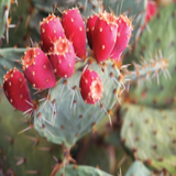 PRICKLY PEAR