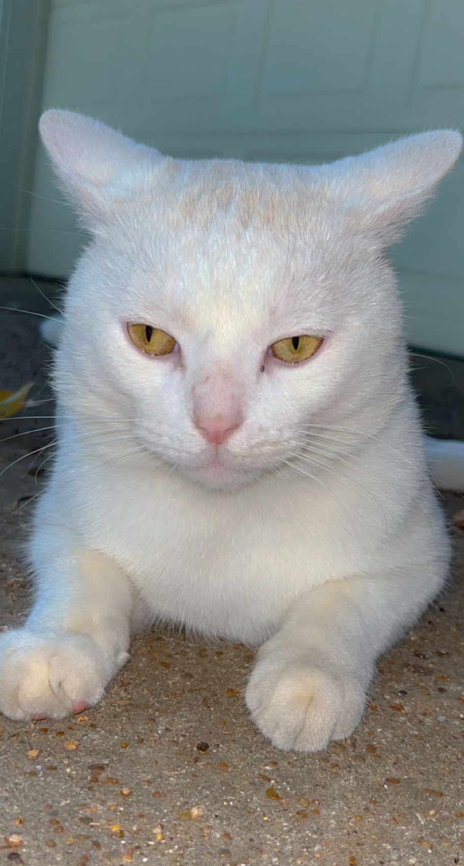 Snowball