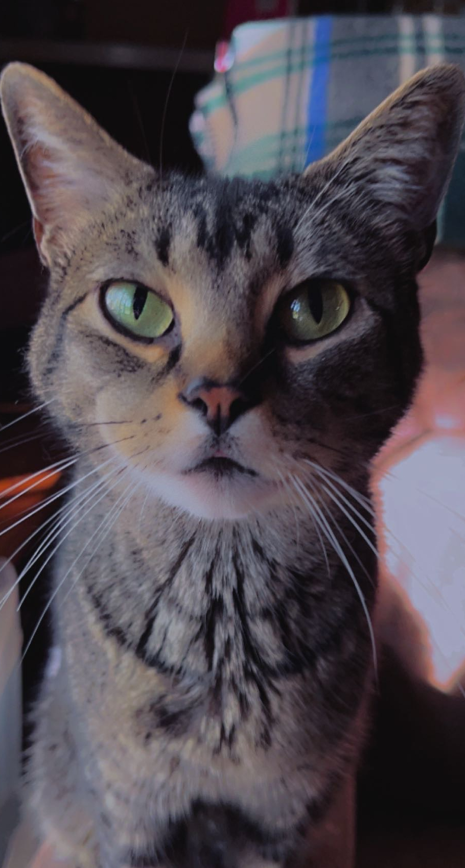 Pepper