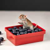 www.naked-ai.art - A red box of blue berries with a rat dancing inside