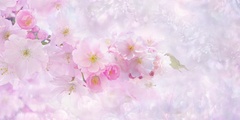 cherry blossom pink flowers cherry tree nature pink 1920x1200 2055 ezgif.com resize.jpg