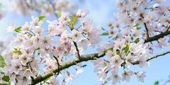 Prunus Pink Shell single white and pink centred flowers flowering ornamental cherry small tree we lo.jpg