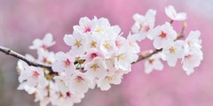 cherry blossoms g5dd367977 1920 1024x681 ezgif.com resize.jpg