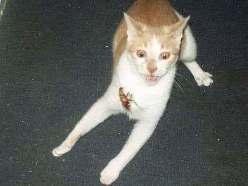 485920424 1061022419403479 3654255370254482118 n.jpg