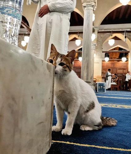 IMG ٢٠٢٥٠٣٢٦ ١٦٠٦١٧.jpg