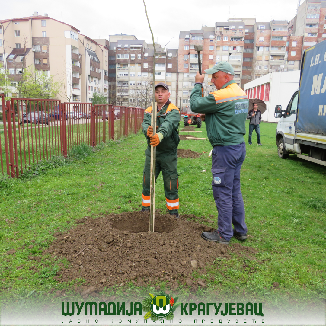 Kragujevčani u još jednoj uspešnoj akciji: Nastavljena sadnja lišćara u okviru akcije „Vrati dah prirodi – posadi drvo“
