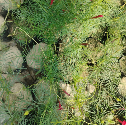 IMG 20250316 112222.jpg